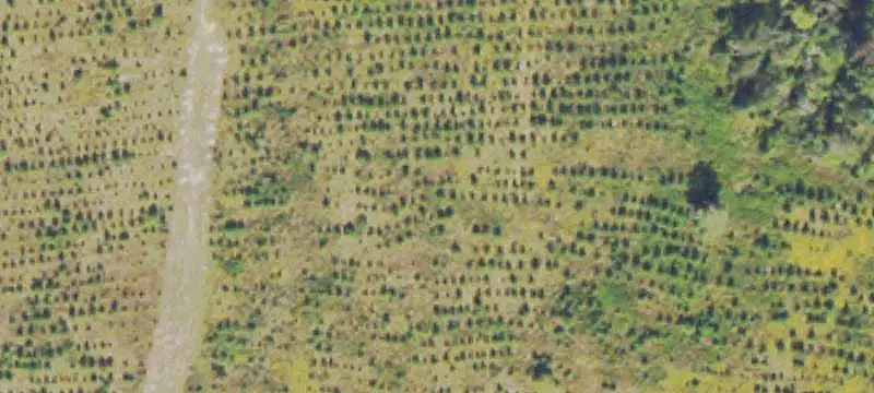 Hunting Land with Interior Roads