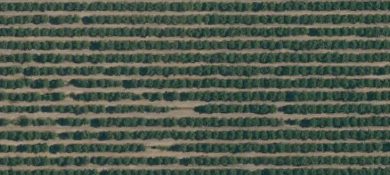 Independence Almond Farm