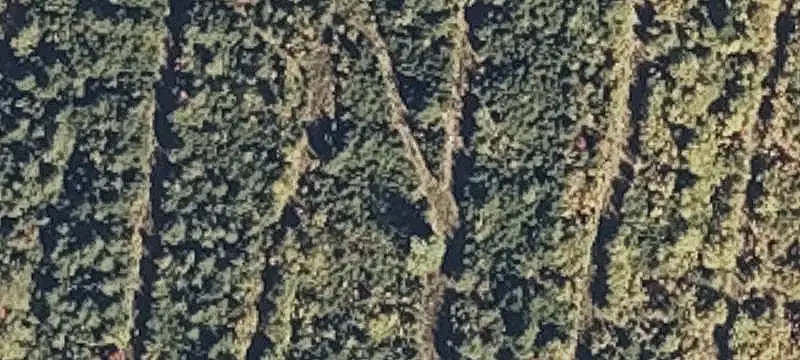 Wooded Recreational Land