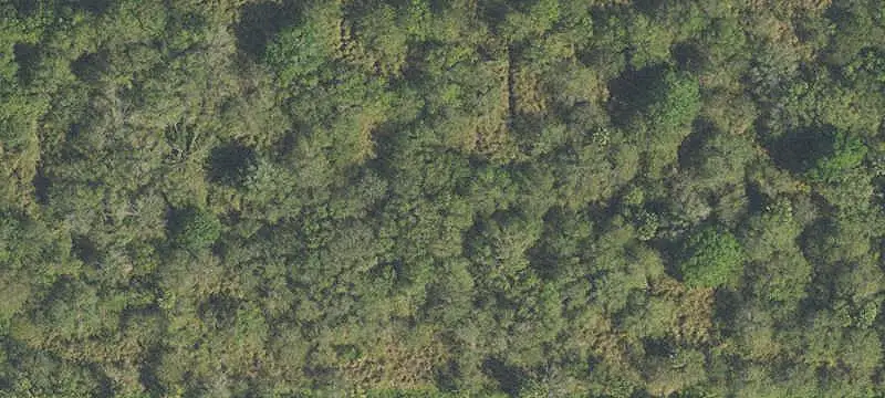Cleared Land with Oak Trees