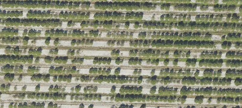 Operating Citrus Farm