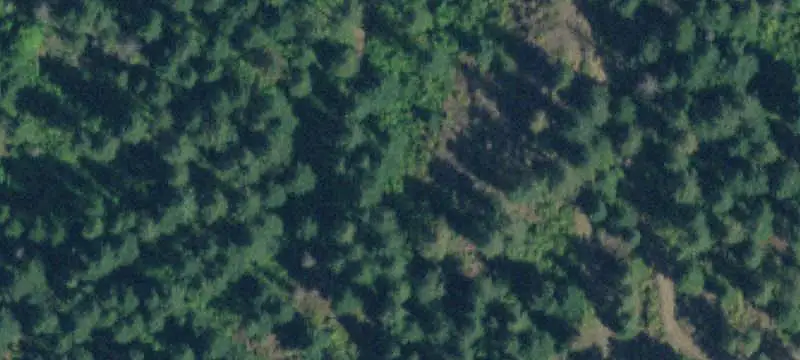 Timbered Land with Year-Round Creek