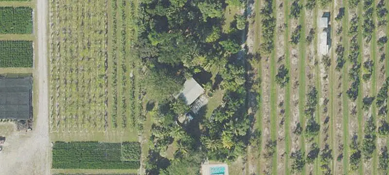 Agricultural Land with Mature Palms