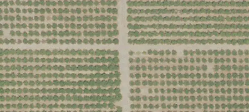 Almond Orchard Farm