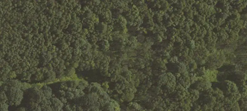 Wooded Land