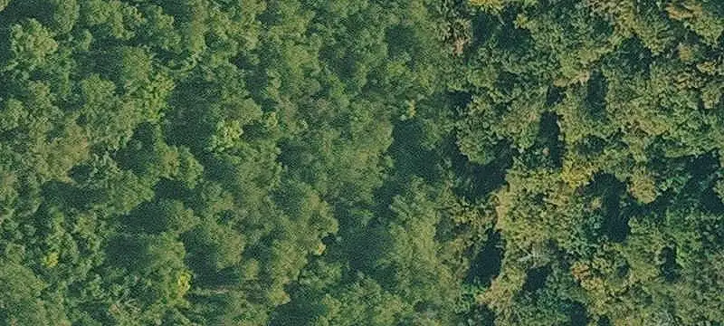 117-Acre Hunting Land with Springs