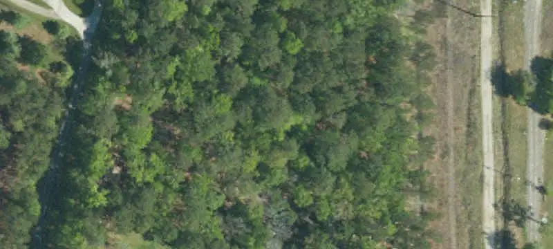 Wooded Land