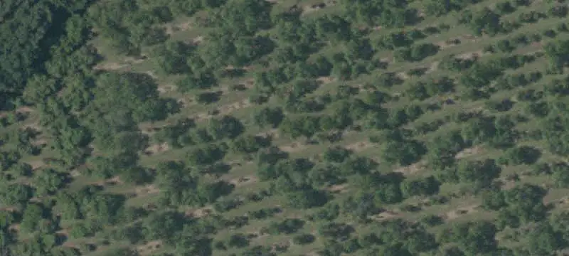 Orchard Land