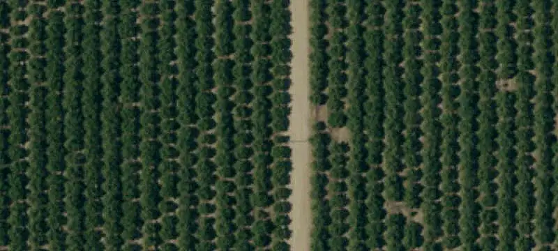 Almond Orchard Farm