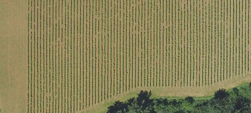 Vineyard with Tasting Room