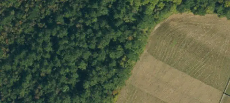 Timbered Land Tract