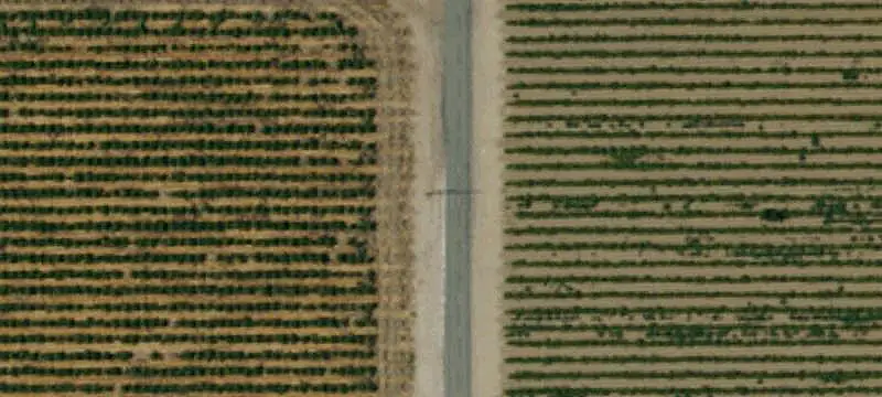 Almond Orchard