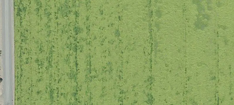 Established Vineyard Property