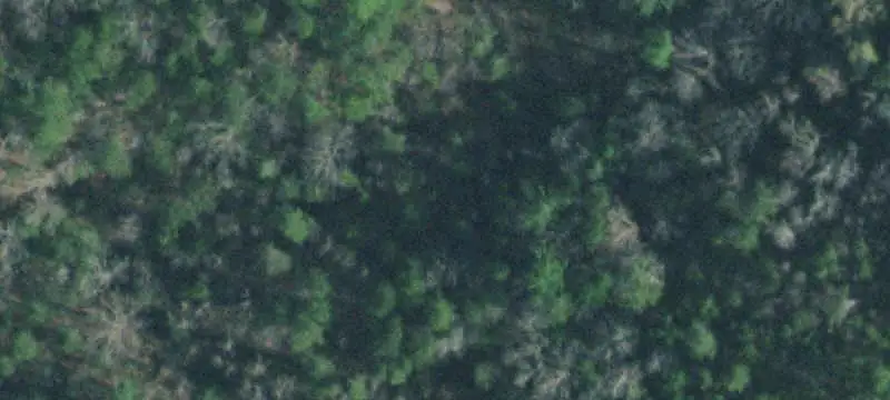 Wooded Commercial Land