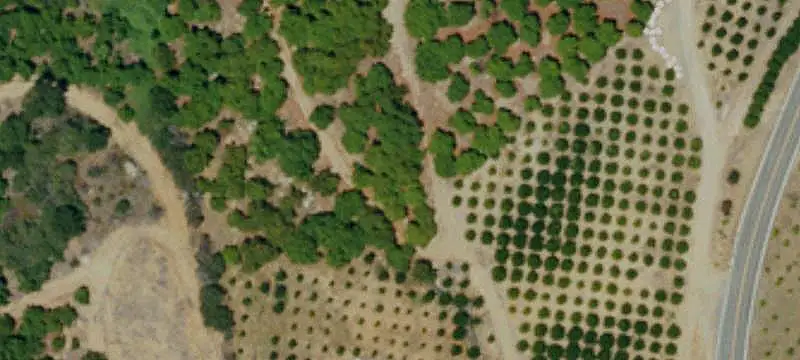 Farm with Avocado and Mandarin Grove
