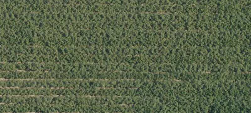 Almond Farm with Residence