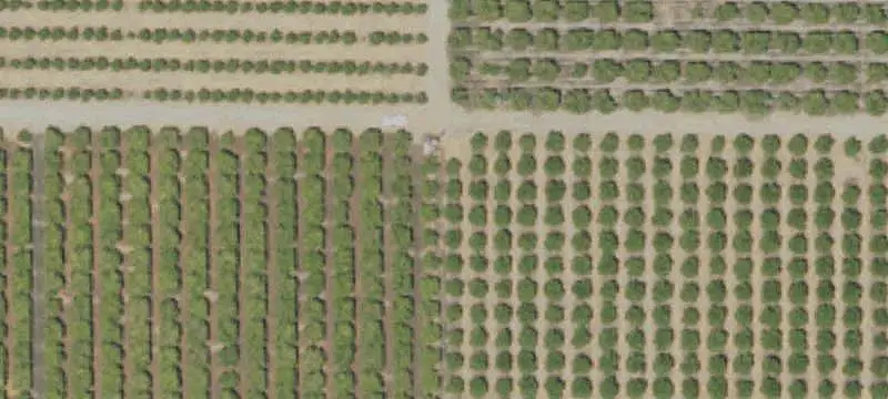 Tango Mandarin Orchard