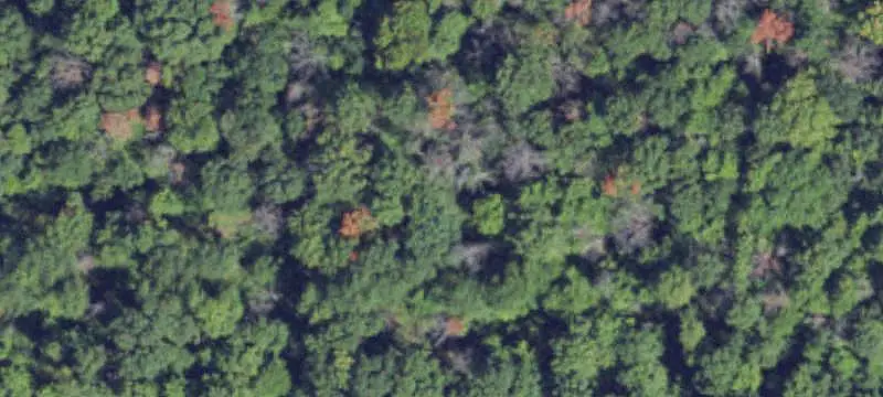 Hunting Land with Trail Network