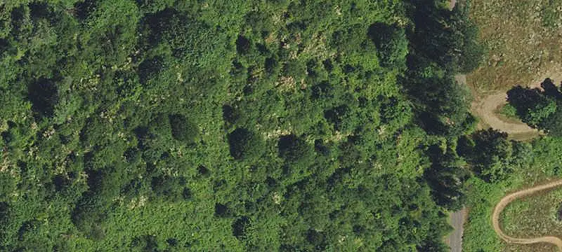 Timberland with Potential Homesite
