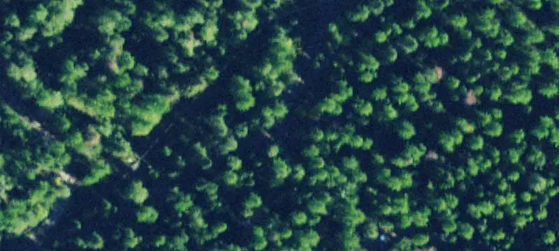 Timbered Land Along Forest Boundary