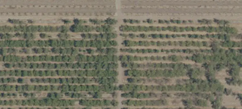 Almond Ranch