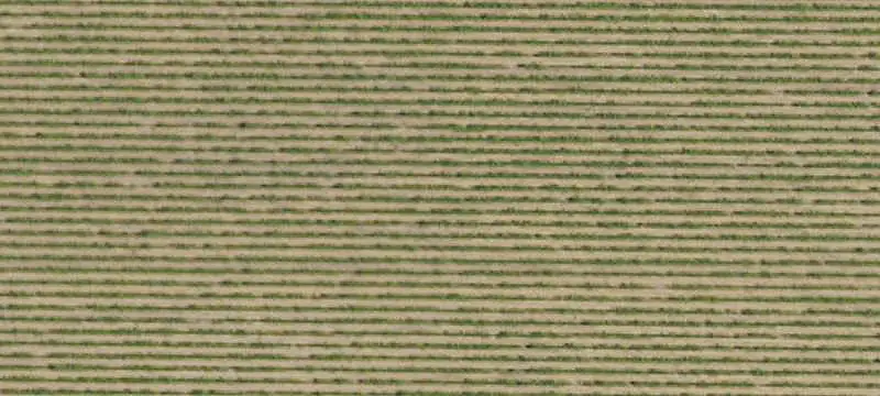 Chardonnay Vineyard Ranch