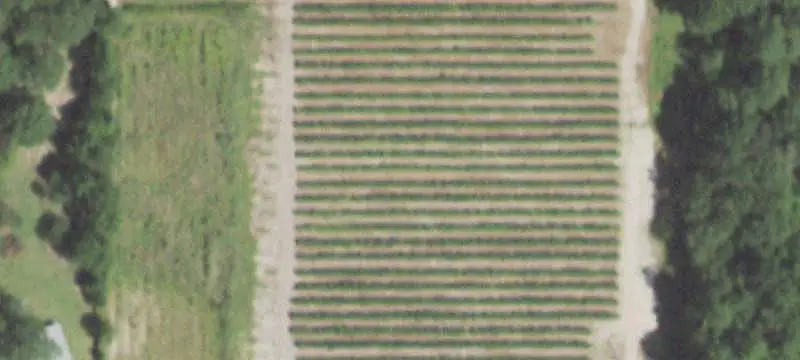 Blueberry Farm with Metal Shops