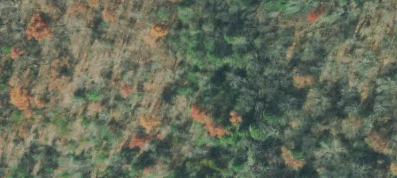 Unrestricted Wooded Land