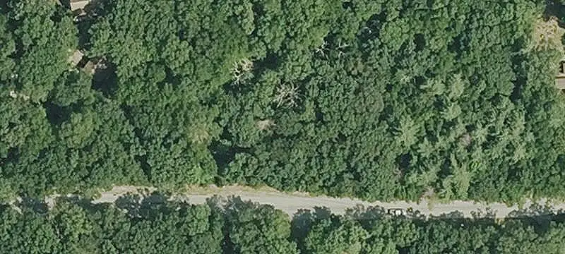 Wooded Land