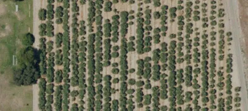 Almond Farm with Rental Home