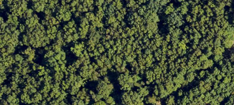 Wooded Land with Mobile Home and Barn
