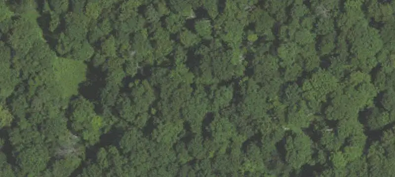 Wooded Hunting Land