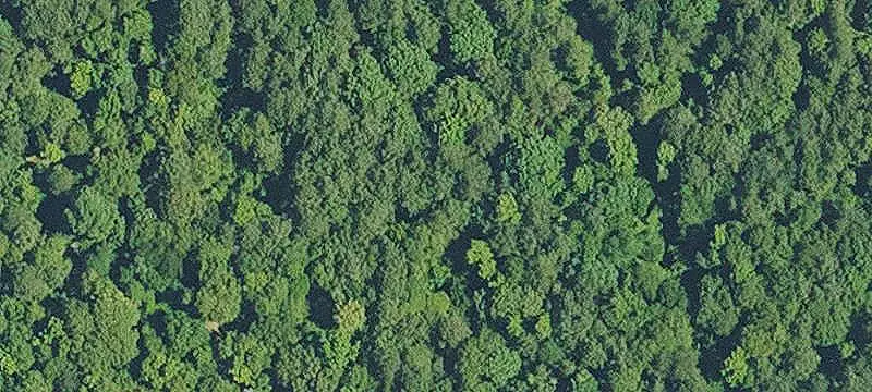 Wooded Commercial Land