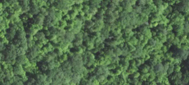 Hunting Land with Maple Forest