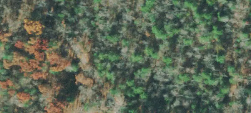 Wooded Hunting Land