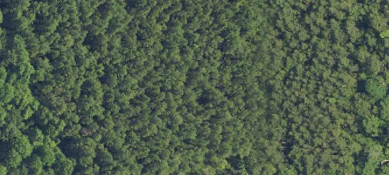 Longleaf Pine Hunting Land