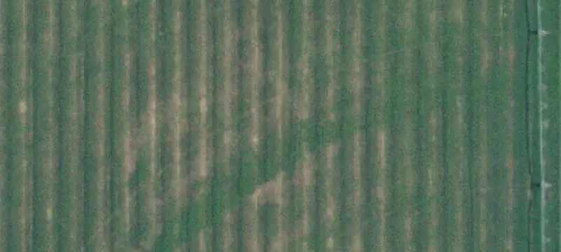 Irrigated Farmland