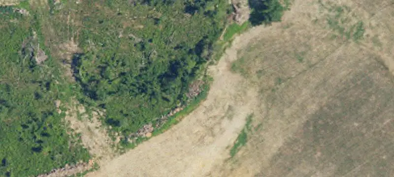 Mature Pine Land