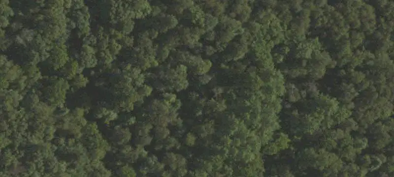 Wooded Hunting Land