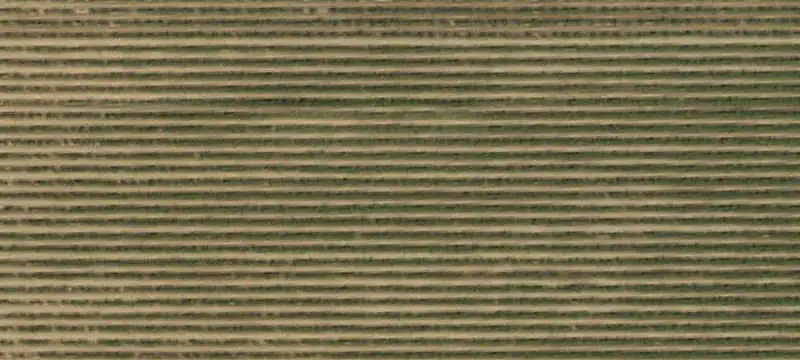 Thompson Seedless Vineyard