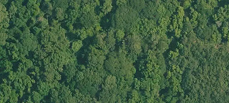 Timber Hunting Land