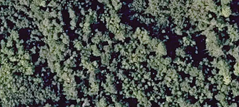 Wooded Recreational Land