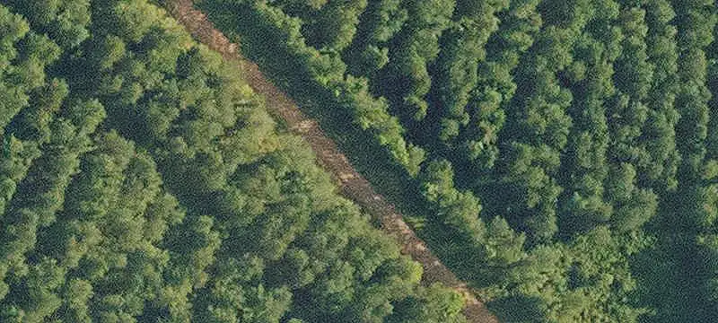 Pine Timberland with Creek