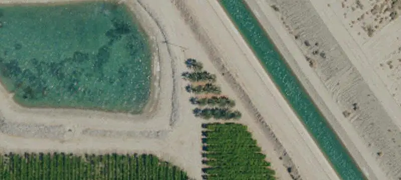 Established Vineyard