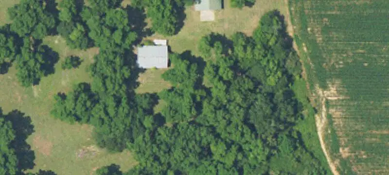 Pine-Planted Land
