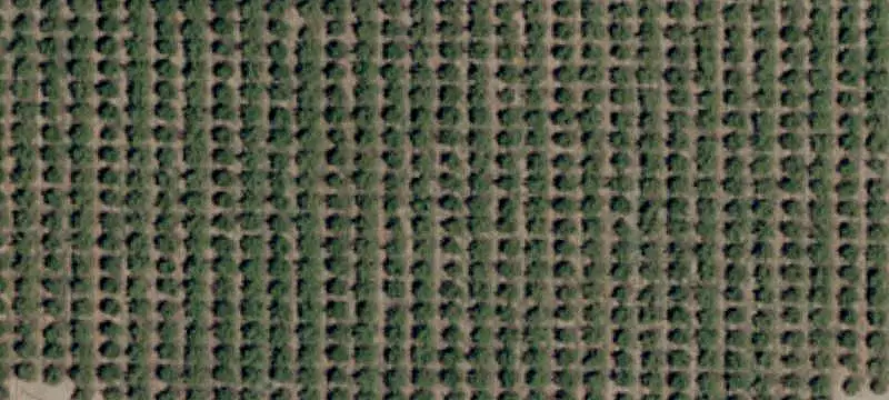 Mature Almond Orchard