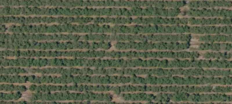 Almond Orchard with Irrigation Infrastructure