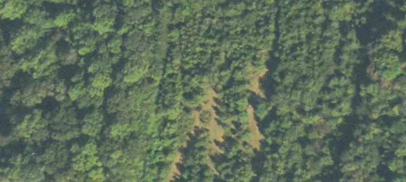Wooded Land Tract