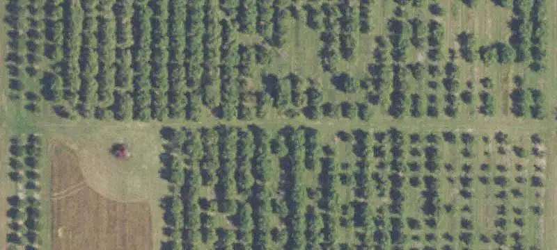 Cherry Orchard with Homesite