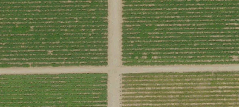 338 Acres Citrus Farm Land